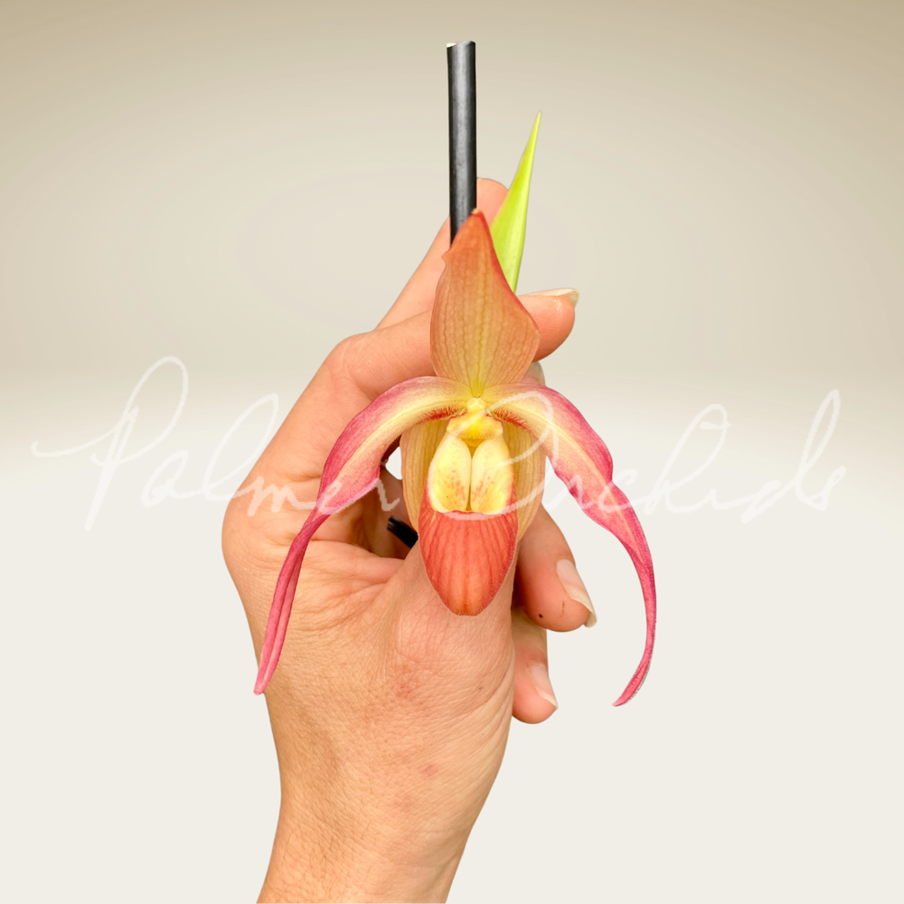 Phrag. Nicholle Tower — Palmer Orchids